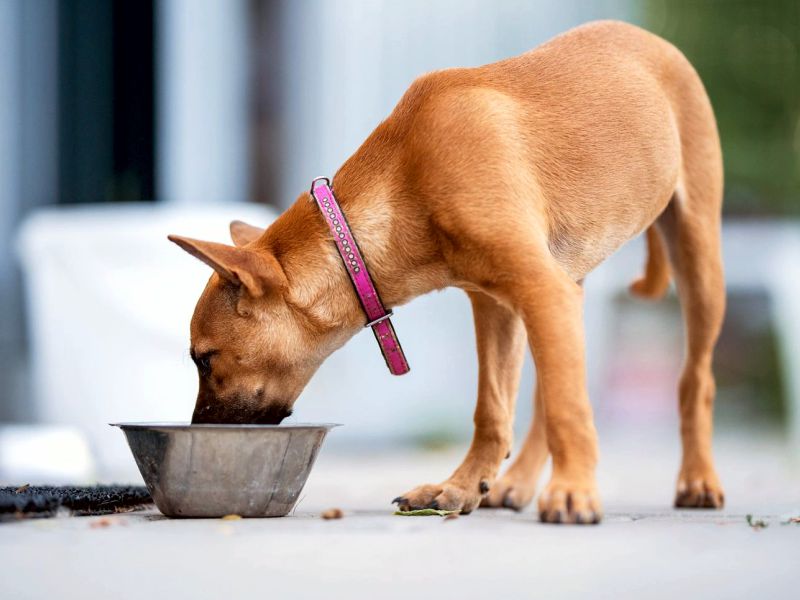 Rising Phoenix Fondation Services 800 x 600 - jpeg 02